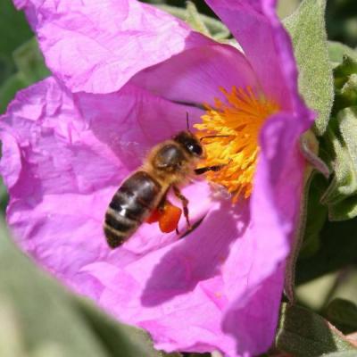 abeille