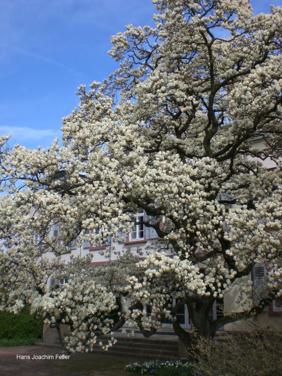 magnolia.JPG